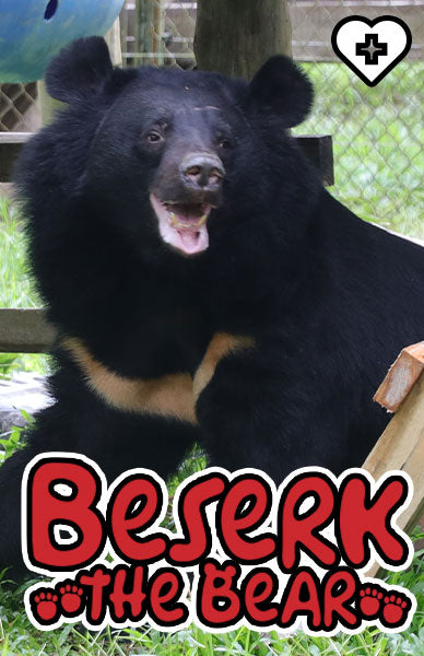 Our Friend Beserk The Bear and How To Support Him!