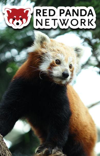 BESERK X RED PANDA NETWORK! - Beserk