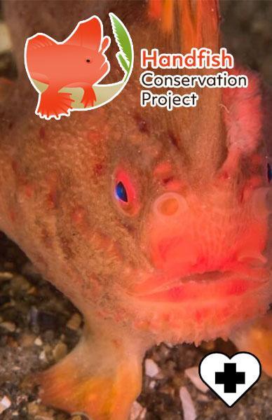 HANDFISH CONSERVATION - Beserk