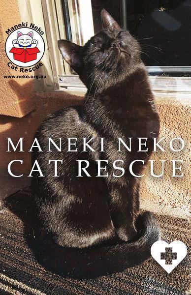 MANEKI NEKO CAT RESCUE - Beserk