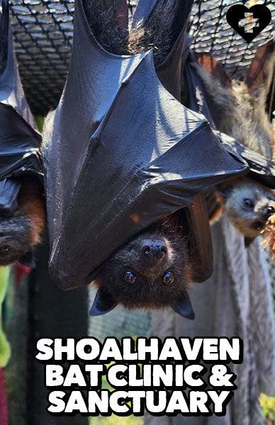 SHOALHAVEN BAT CLINIC & SANCTUARY - - Beserk